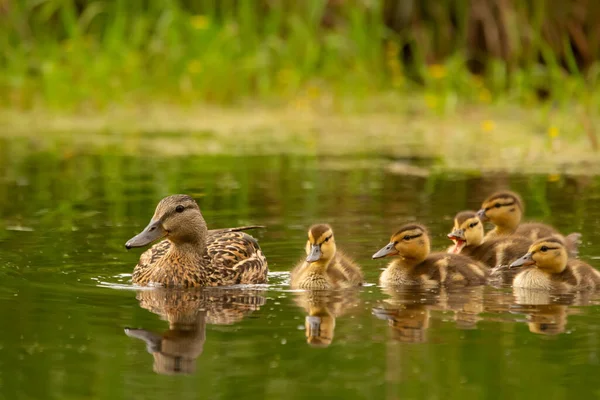 Stock image Mother Green-winged teal with cute little ducklings is swimming in green water among aquatic vegetation, duckweed, reed and yellow flowers.