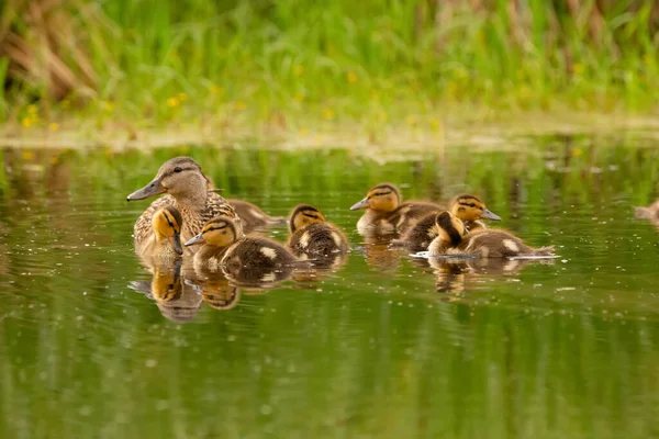绿色翅膀的妈妈 带着可爱的小鸭 在碧绿的水中 在水草 芦苇和黄花之间游动 — 图库照片