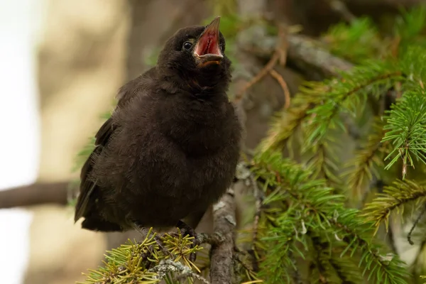 Parasitic Hungry Juvenile Fluffy Brown Headed Cowbird Sitting Spruce Branch — Stock Photo, Image