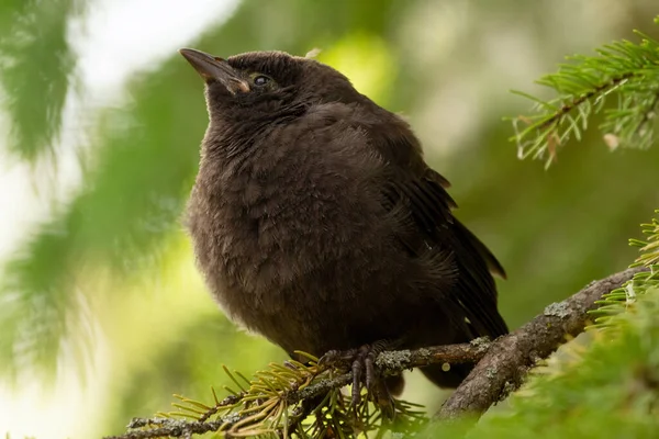 Parasitic Hungry Juvenile Fluffy Brown Headed Cowbird Sitting Spruce Branch — Stock Photo, Image