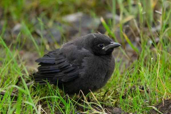 Parasitic Hungry Juvenile Fluffy Brown Headed Cowbird Sitting Grass Waiting — Stock Photo, Image