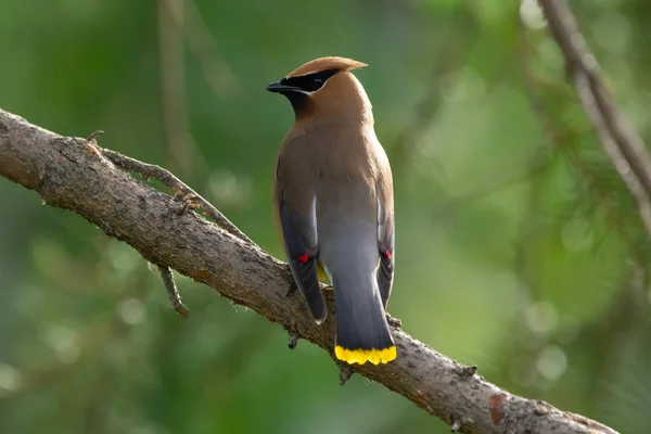 stock image Back view of colourful bird Cedar waxwing is sitting on a spruce branch in summer and looking for insects.
