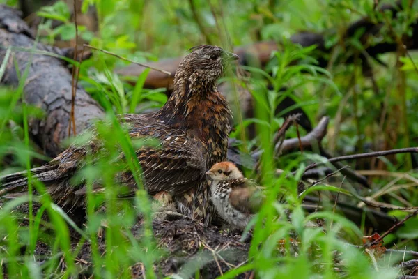 Mother Ruffed Grouse Chicks Wet Rain Dense Foliage Forest Ptotecting — Stock Photo, Image