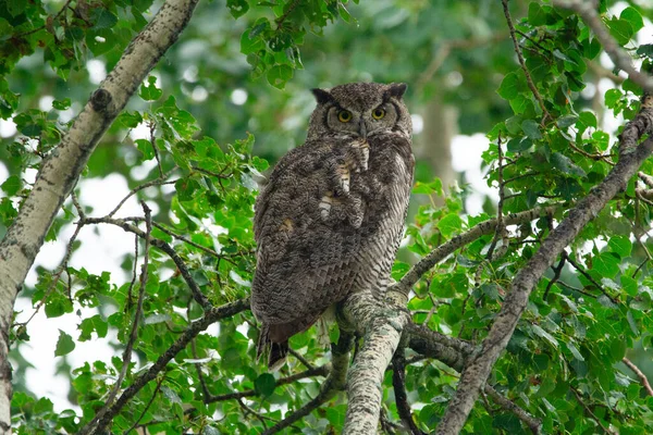 Bird Prey Juvenile Great Horned Owl Perched Alerted Tree Summer — Stock Photo, Image