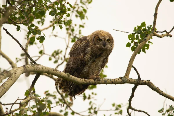 Yırtıcı Kuş Yavrusu Büyük Boynuzlu Baykuş Yaz Ormanındaki Ağaçta Tetikte — Stok fotoğraf