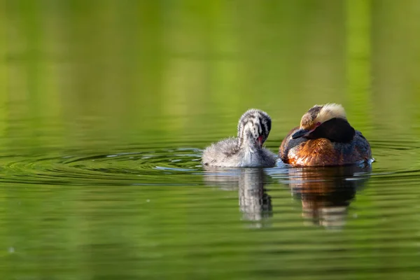 Grebe Com Chifres Fêmea Com Bebê Descansando Águas Tranquilas Lago — Fotografia de Stock