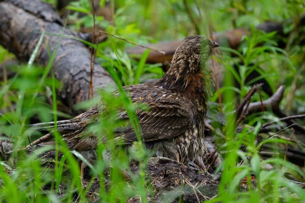 Mother Ruffed Grouse Chicks Wet Rain Dense Foliage Forest Ptotecting — Stock Photo, Image
