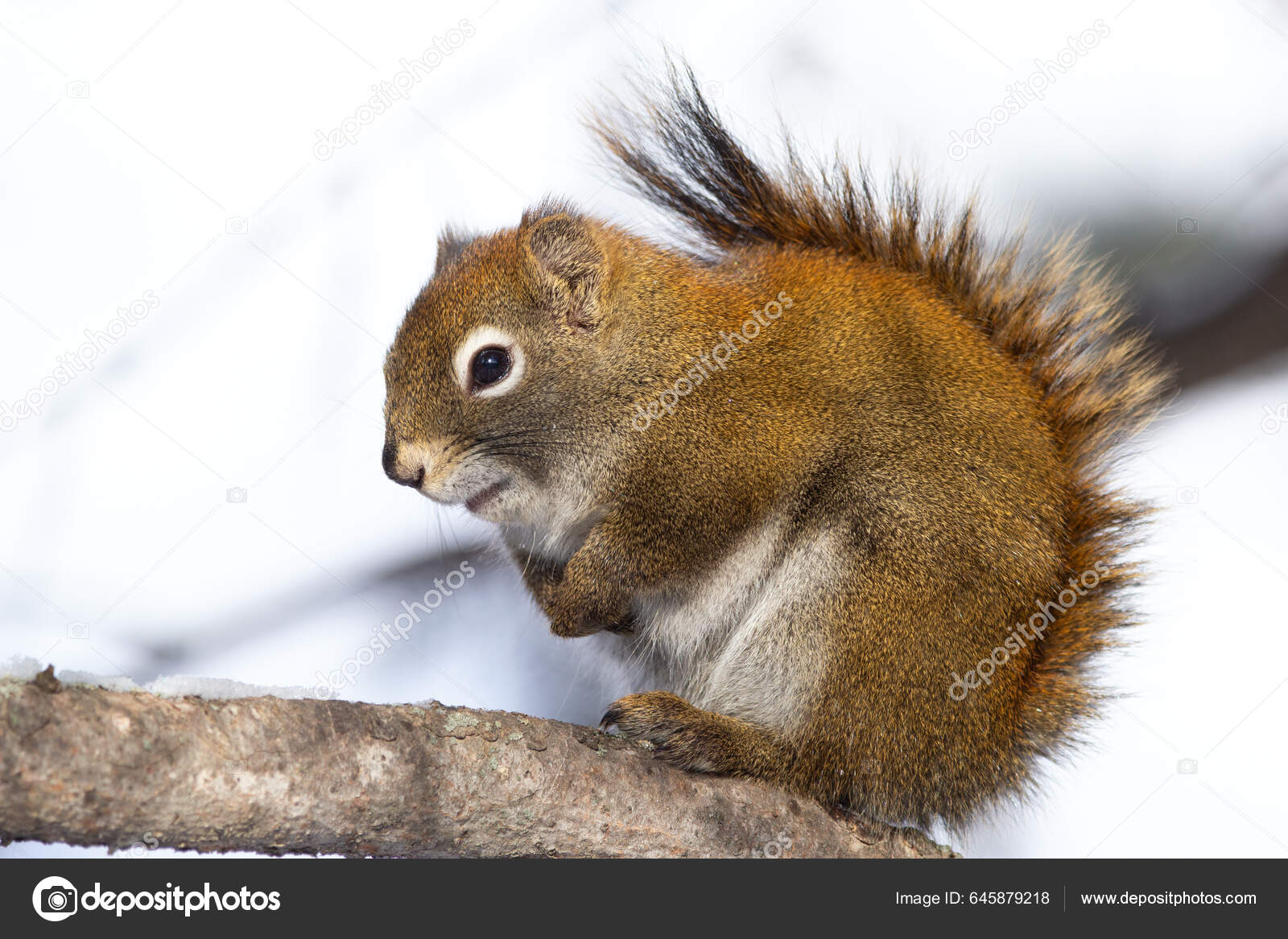 serious squirrel