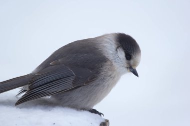 Kanada Jay ya da Gray Jay (Viski Jack) soğuk kış gününde arka bahçede karlı bir kütükte oturuyor..