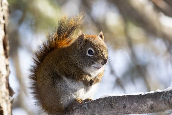 Esquilo Vermelho Americano Está Sentado Ramo Abeto Floresta Dia Ensolarado — Fotografia de Stock