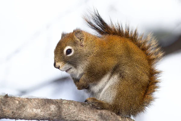 Fluffy American Red Squirrel Looking Serious Stting Spruce Tree Branch — Stock Photo, Image