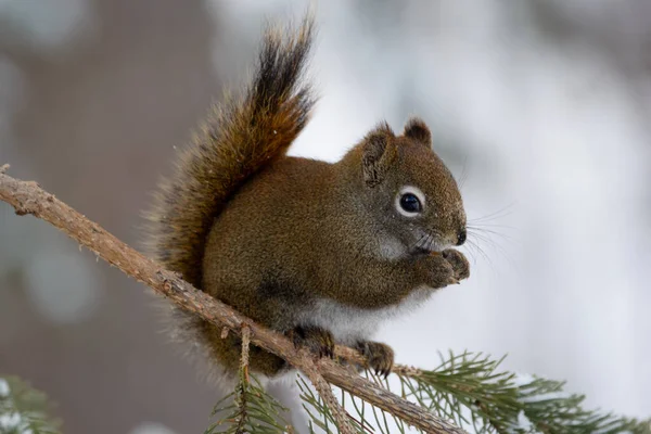Esquilo Vermelho Americano Está Sentado Ramo Abeto Floresta Primavera Comer — Fotografia de Stock