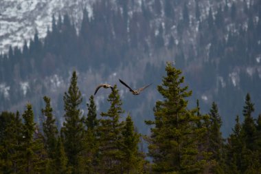 İki Kanada kazları, baharda her yeri köknar ormanlarıyla kaplı dağların tepesinde gökyüzünde uçuyorlar..
