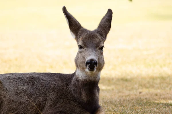 Female Mule Deer Resting Chewing Grass Early Spring — Stock Photo, Image