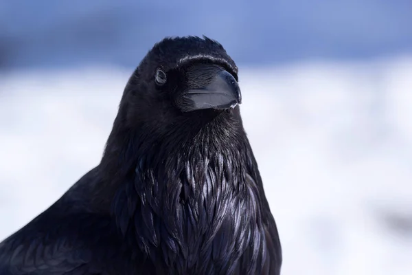 Retrato Magnífico Cuervo Negro Común Invierno Fondo Blanco Azul Nevado — Foto de Stock