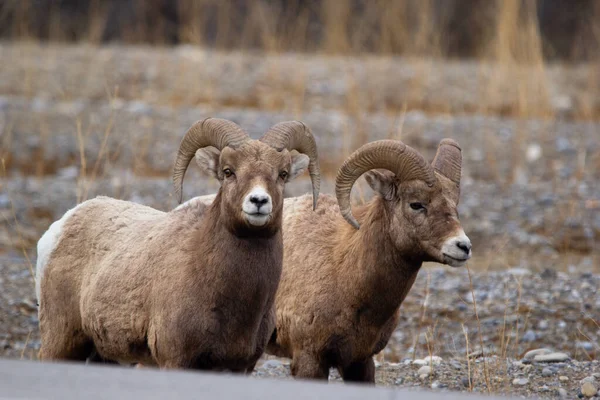 Herd Bighorn Sheep Walking Highway Going Cross Early Spring — Stock Photo, Image