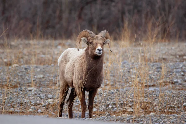 Bighorn Ram Standing Highway Rocky Mountains Going Cross Early Spring — Stock Photo, Image