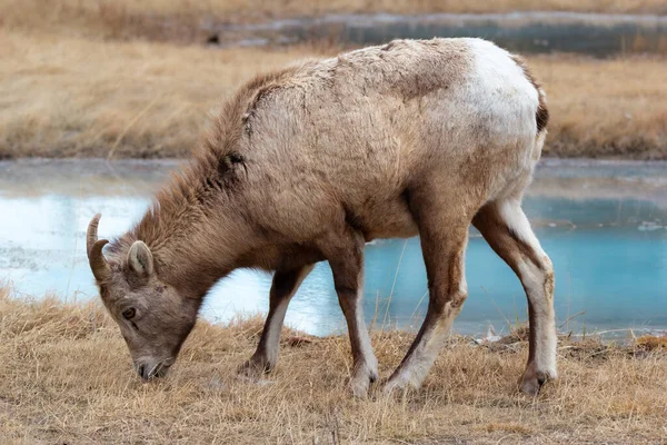 Mladý Samec Bighorn Malými Rohy Pasou Suché Travnaté Louce Jezera — Stock fotografie