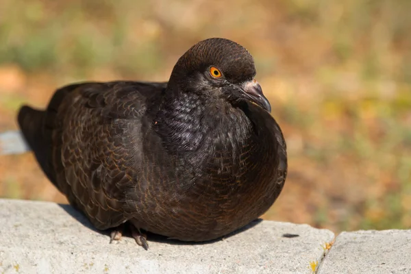 Oiseau Noir Pigeon Roche Avec Bel Oeil Orange Est Assis — Photo