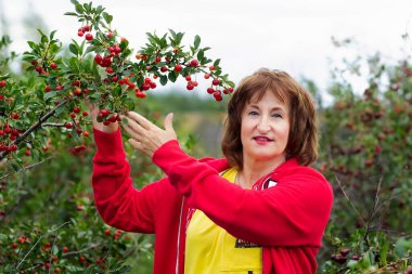 60 'lı yaşlarda yaşlı bir kadın meyve bahçesindeki ağaçların arasından ekşi kırmızı kiraz topluyor..
