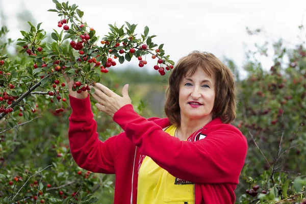 stock image Senior woman in her 60s is picking sour red ripe cherries among trees in the berry orchard.