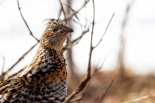 Portrait Forest Wild Bird Ruffed Grouse Natural Camouflage Early Spring — Stock Photo, Image