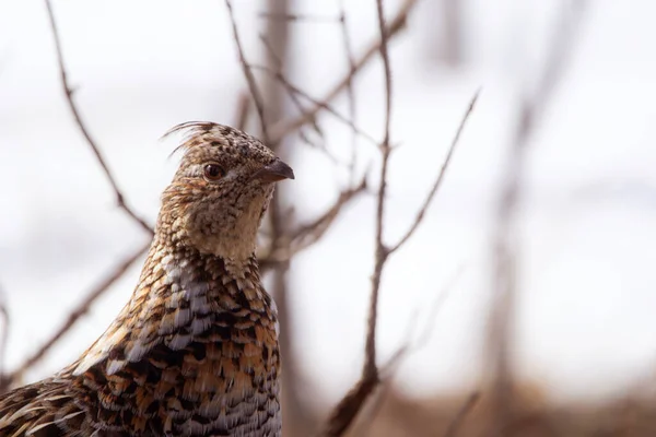 Portrét Divokého Lesního Ptáka Rozcuchaný Tetřev Přírodní Kamufláži Raném Jarním — Stock fotografie