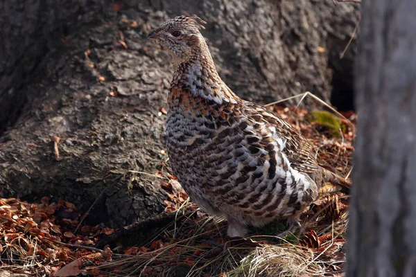 Female Ruffed Grouse Wild Tree Walking Forest Perfect Camouflage — Stock Photo, Image