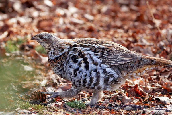 Ruffed Grouse Hen Walking Forest Foraging Ground Yellow Brown Leaves — Stock Photo, Image