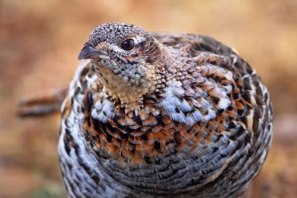 Portrait Forest Wild Bird Ruffed Grouse Natural Camouflage Early Spring — Stock Photo, Image