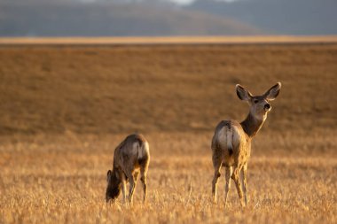 Baharın erken saatlerinde buğday buğdaylarıyla tarımsal alanda geyik avlıyorlar..