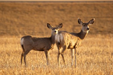 Baharın erken saatlerinde buğday buğdaylarıyla tarımsal alanda geyik avlıyorlar..