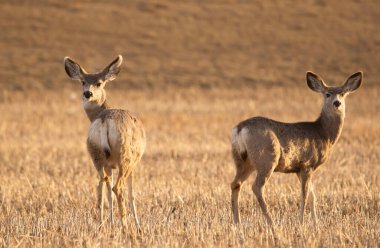 Baharın erken saatlerinde buğday buğdaylarıyla tarımsal alanda geyik avlıyorlar..