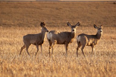 Baharın erken saatlerinde buğday buğdaylarıyla tarımsal alanda geyik avlıyorlar..