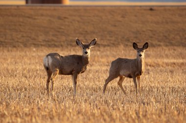 Baharın erken saatlerinde buğday buğdaylarıyla tarımsal alanda geyik avlıyorlar..