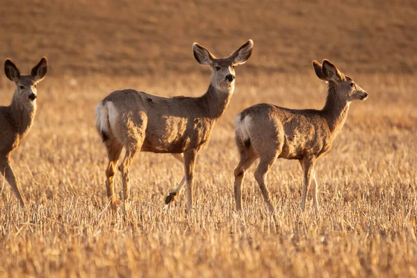 Mule Deers Agricultural Field Wheat Stubles Early Spring Morning — Stock Photo, Image