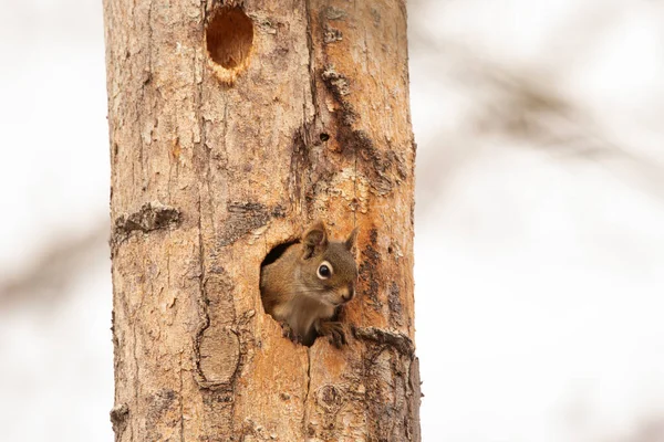 Niedliches Amerikanisches Rotes Eichhörnchen Ruht Loch Stamm Des Baumes Vorfrühlingswald — Stockfoto