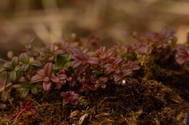 Everctic Arctic Bearberry yosunların arasında yetişiyor ilkbaharın başlarında kırmızı ve yeşil yapraklarla.