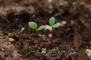 Kapalı alandaki organik bitkiler ilkbaharın başlarında, seradaki tepsilerde sergilenir..