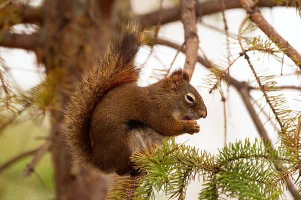 Esquilo Vermelho Americano Engraçado Está Sentado Ramo Abeto Comer Primavera — Fotografia de Stock