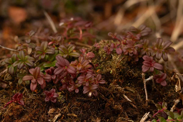 早春的时候 常绿的北极灌木 熊莓生长在红 绿叶丛生的野外苔藓中 — 图库照片