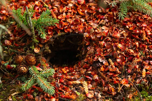 Amerikanisches Rothörnchen Auf Dem Waldboden Unter Einer Fichte Mit Ästen — Stockfoto