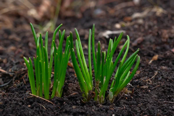 Chives Hardy Plants Emerging Ground Early Spring Garden Soil — Stock Photo, Image