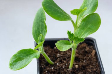 Salatalık tohumları, seradaki plastik bir bardağın içinde nakledilmeye hazır..