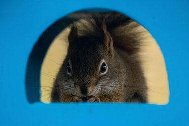 Şirin Amerikan kırmızı sincabı mavi bir kuş yemliğinin içinde oturmuş pencereden bakarak tohumları yiyor..