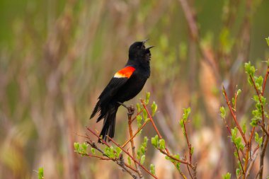 Kırmızı kanatlı karatavuk dalda oturuyor ve baharın başlarında göl kenarında bir şarkı söylüyor..