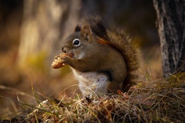 Şirin Amerikan kırmızı sincabı, ilkbaharda orman zemininde kuru sarı çimenlerde oturup bir külah yiyor..