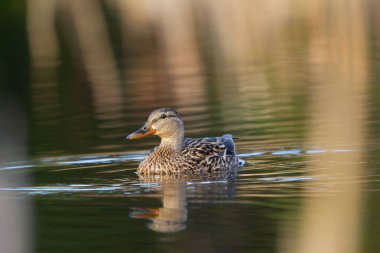 Dişi ördek, yeşil kanatlı deniz mavisi göçün ardından baharda gölün sakin sularında huzur içinde yüzüyor..