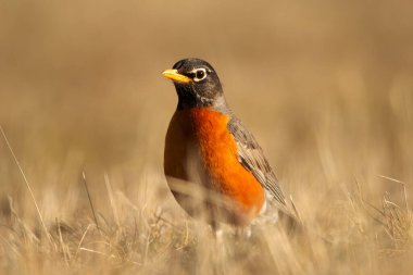 Parlak turuncu göğsü olan sevimli Amerikan bülbülü baharda bahçede sarı çimlerin üzerinde duruyor..
