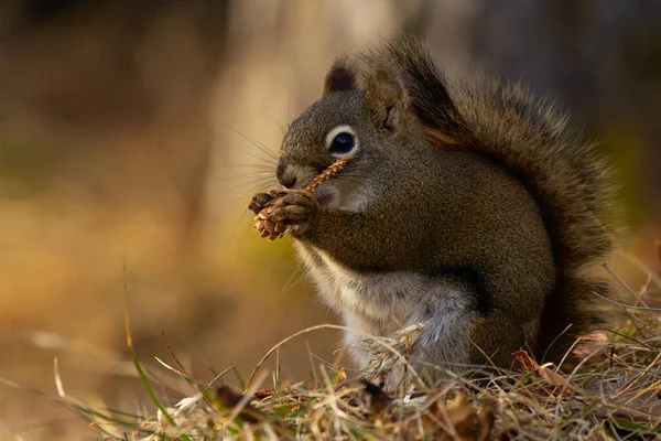 Niedliches Amerikanisches Rotes Eichhörnchen Sitzt Frühling Auf Dem Waldboden Und — Stockfoto